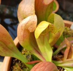 Sarracenia Hybrid H 57 Courtii Pale Form 2002 T. Margetts